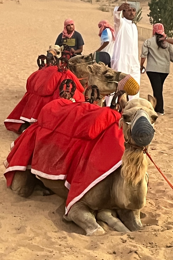 Cruise Brothers Travel Agent DrVanessa Tongue